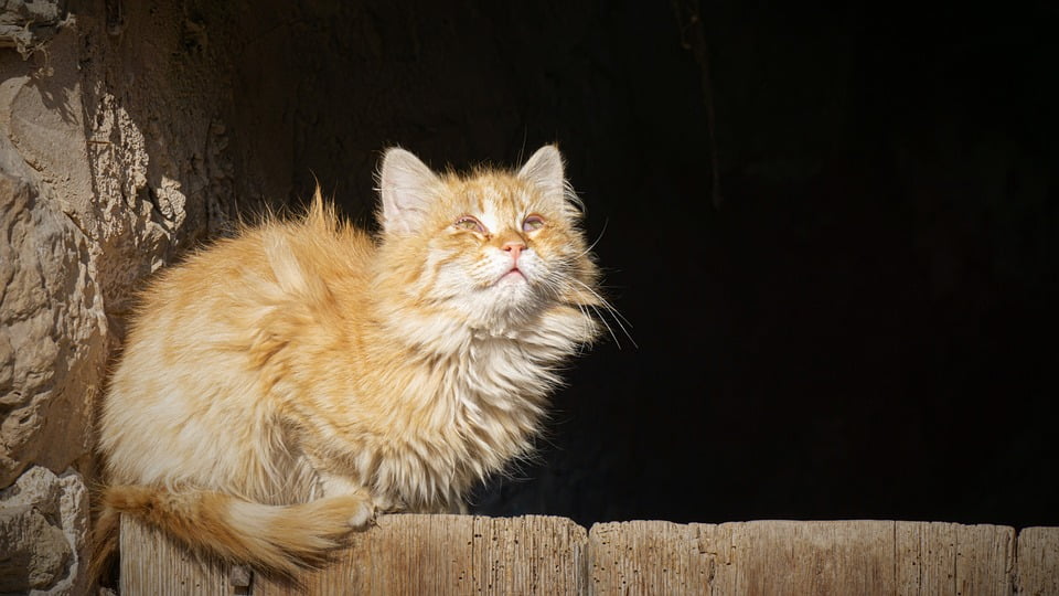 Maine Coon