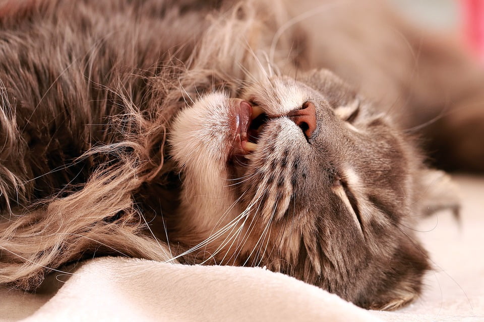 Maine Coon