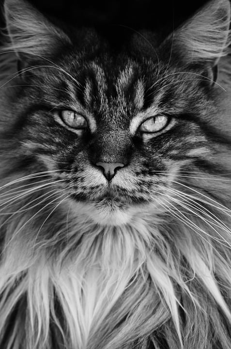 Maine Coon