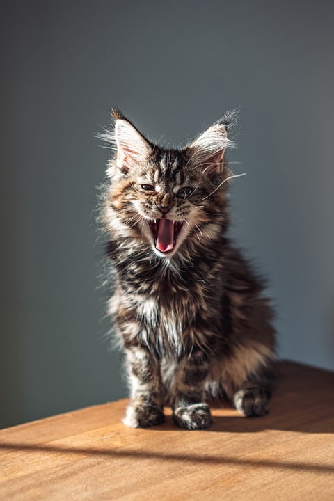 Maine Coon