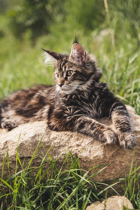 Maine Coon