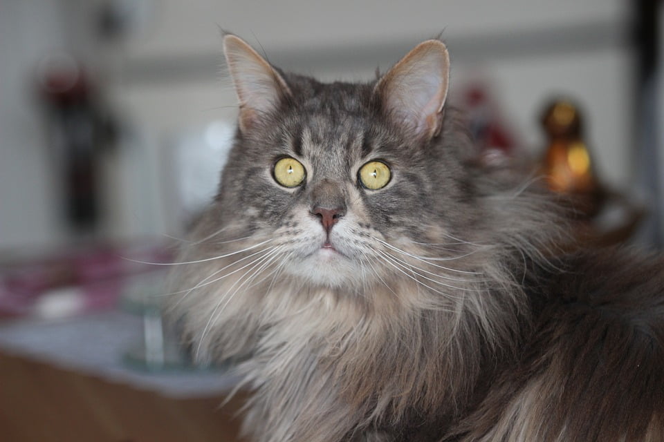 Maine Coon