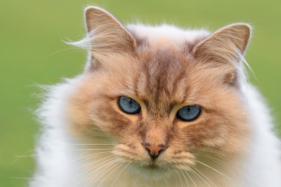 Maine Coon