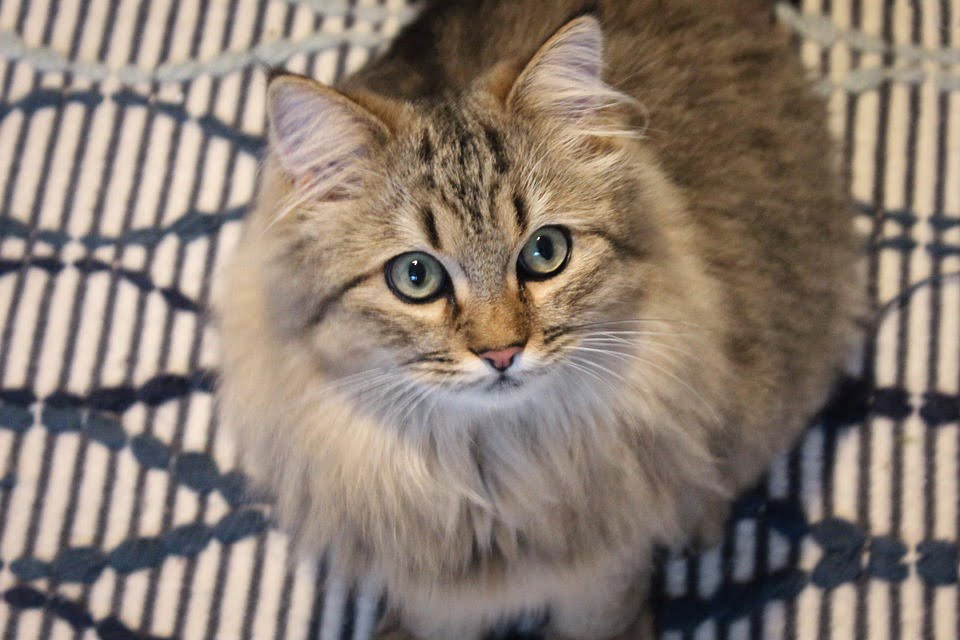 Maine Coon