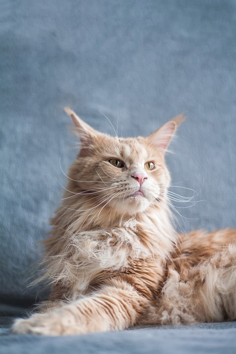 Maine Coon