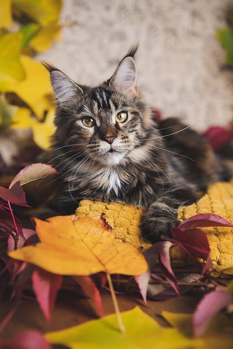 Maine Coon