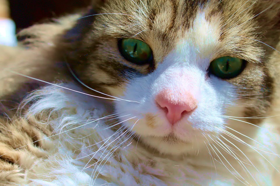 Maine Coon