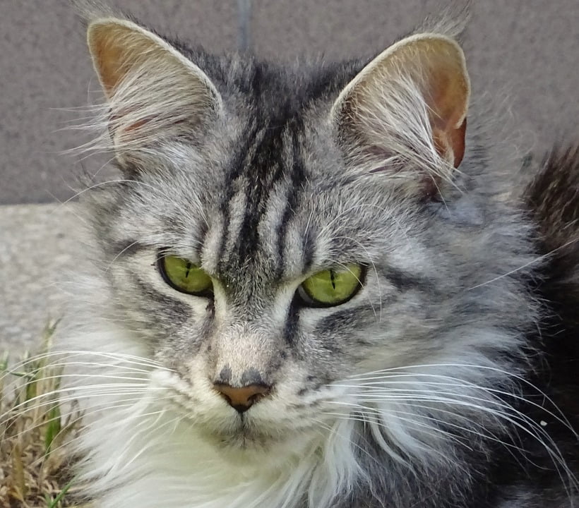 Maine Coon