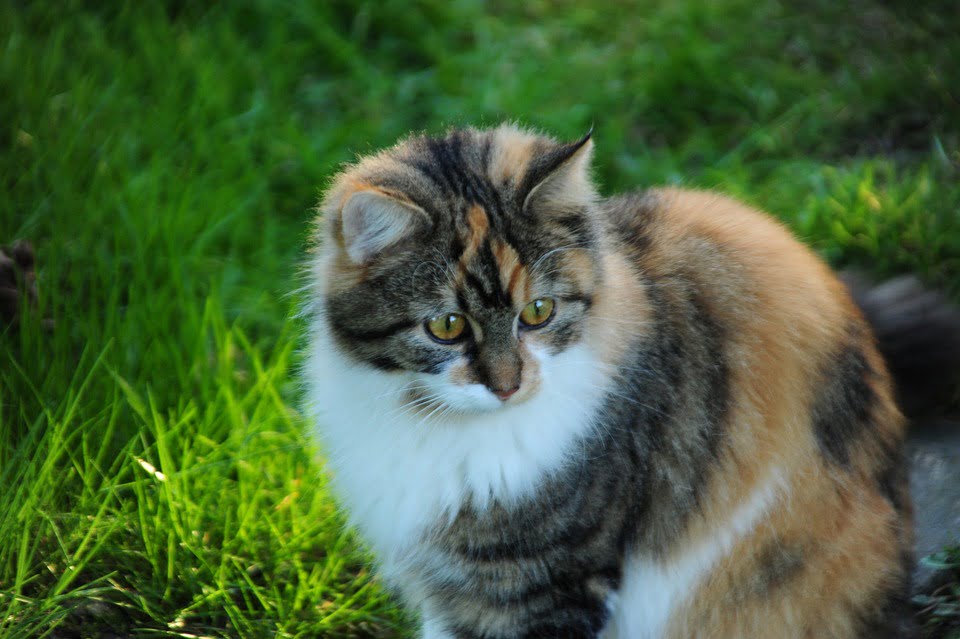 Maine Coon