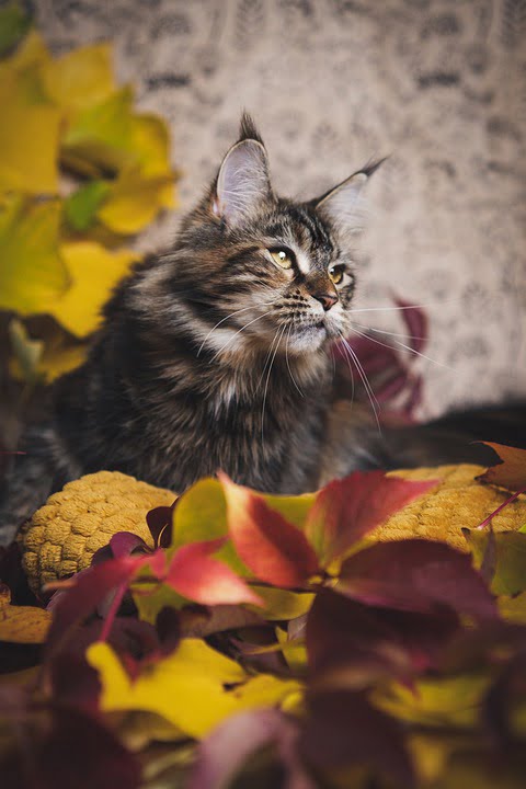 Maine Coon