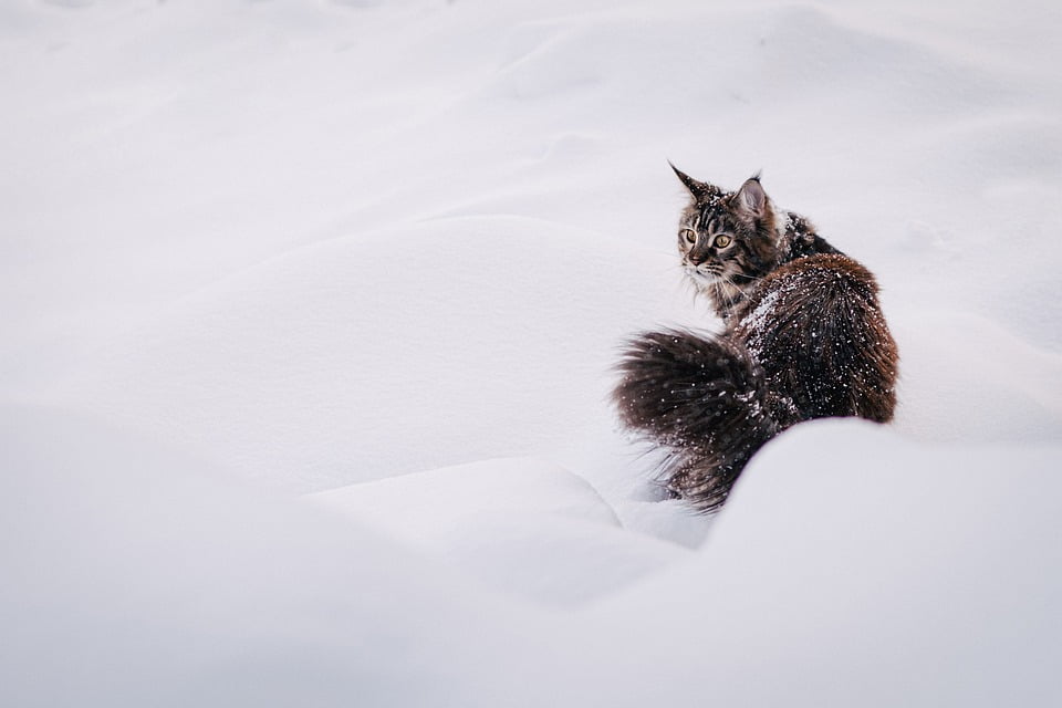 Maine Coon