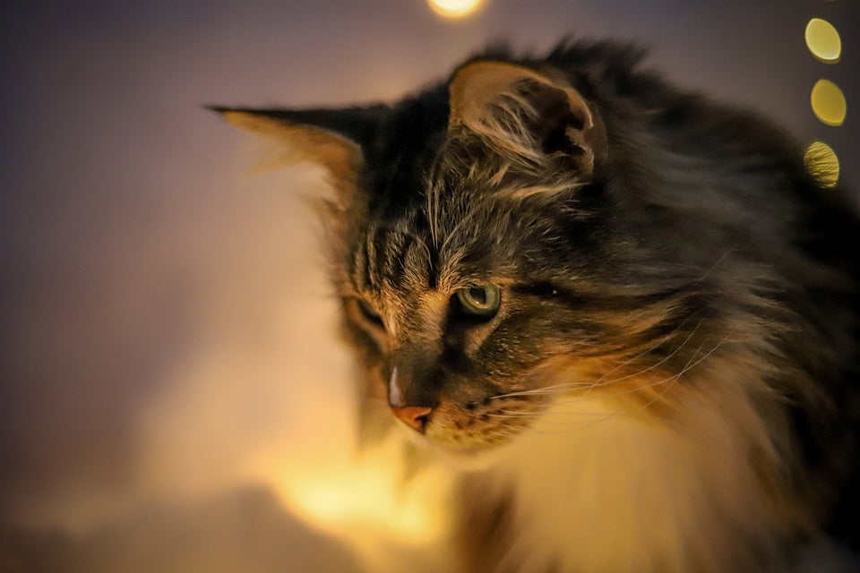 Maine Coon