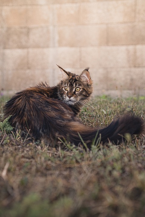 Maine Coon