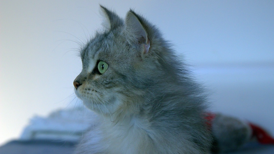 Maine Coon