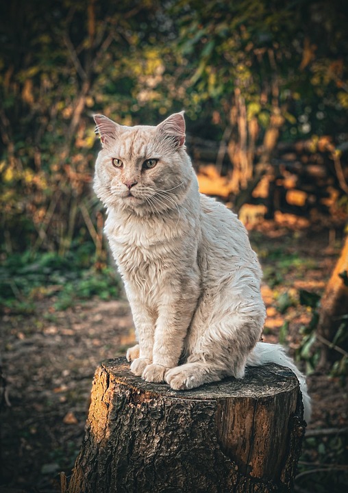 Maine Coon