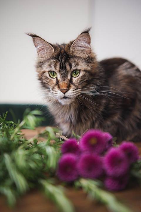 Maine Coon