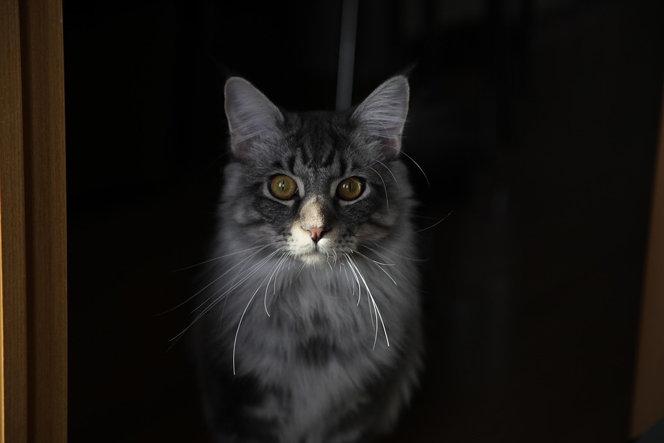 Maine Coon