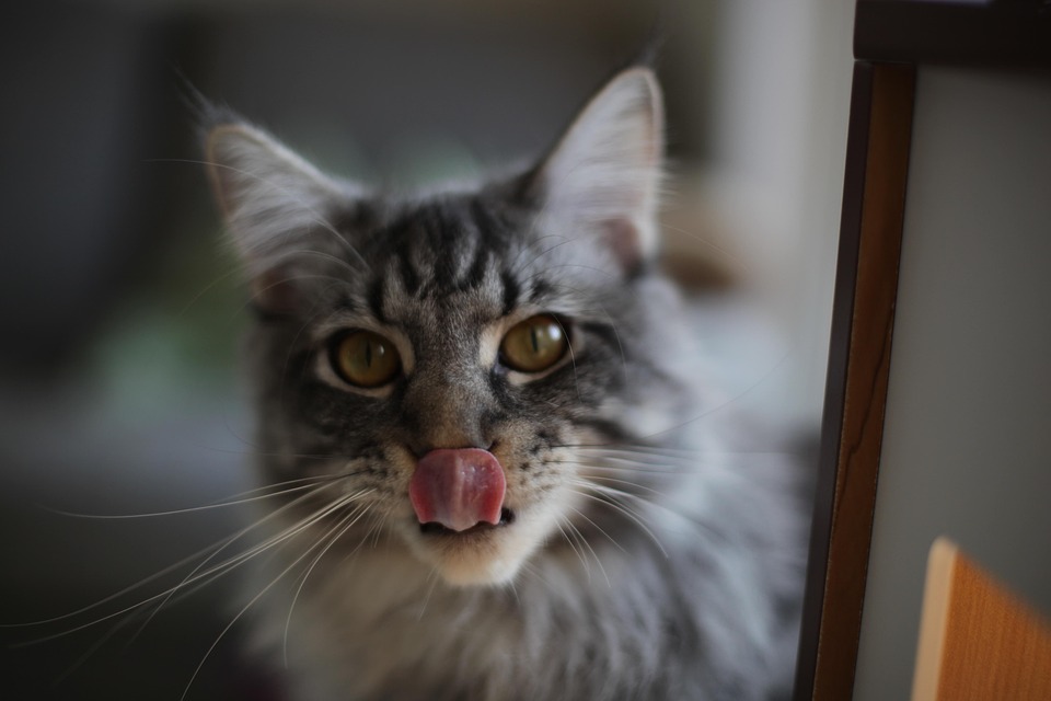 Maine Coon