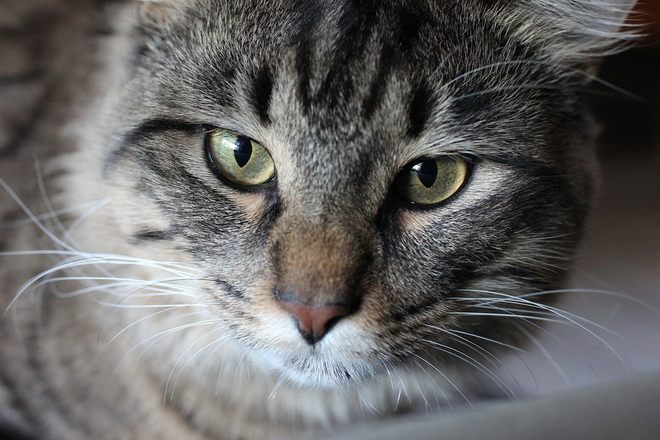 Maine Coon