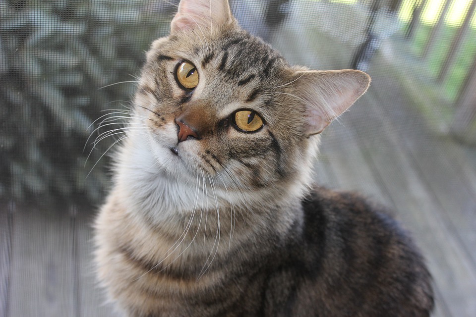 Maine Coon