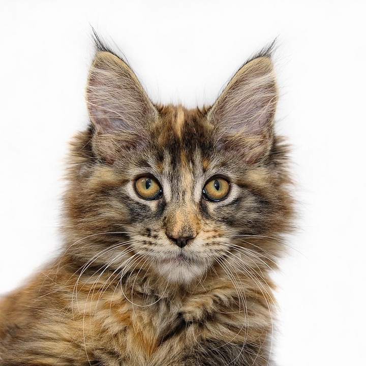 Maine Coon