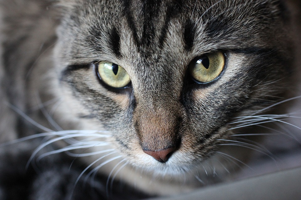 Maine Coon