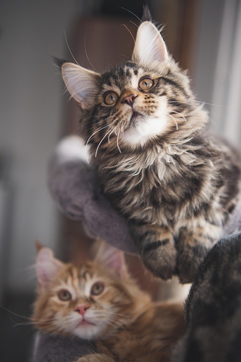 Maine Coon