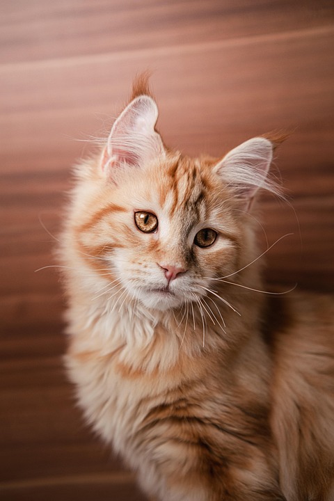Maine Coon