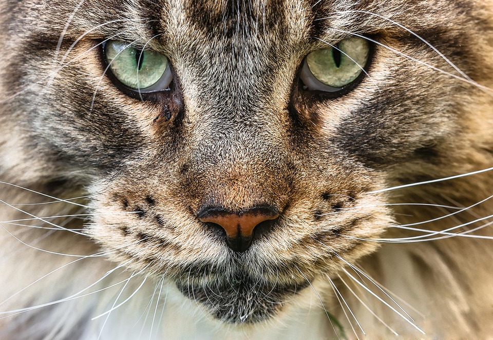 Maine Coon