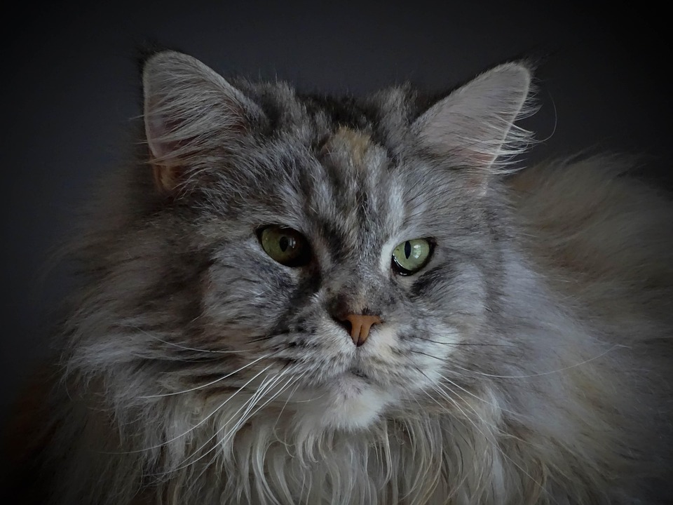 Maine Coon