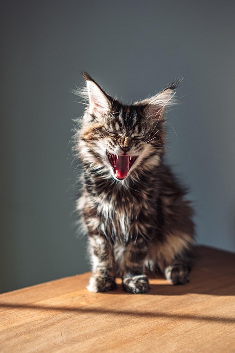 Maine Coon
