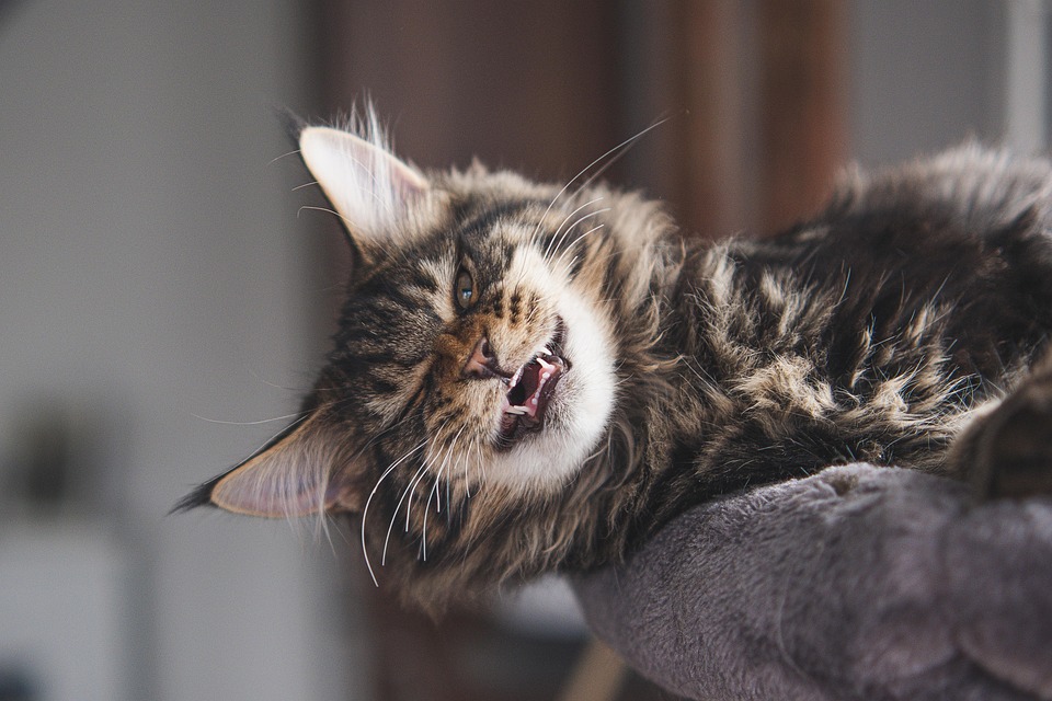 Maine Coon