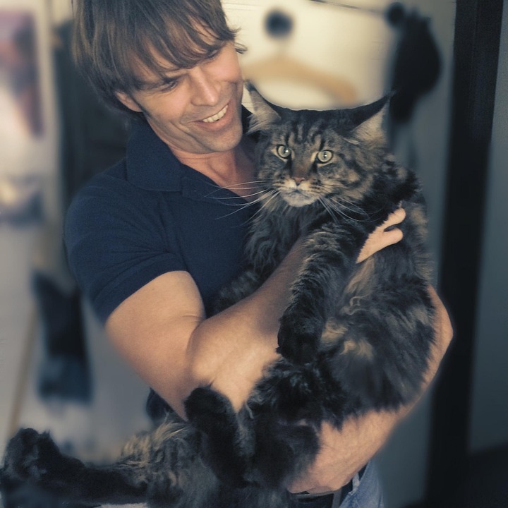 Maine Coon