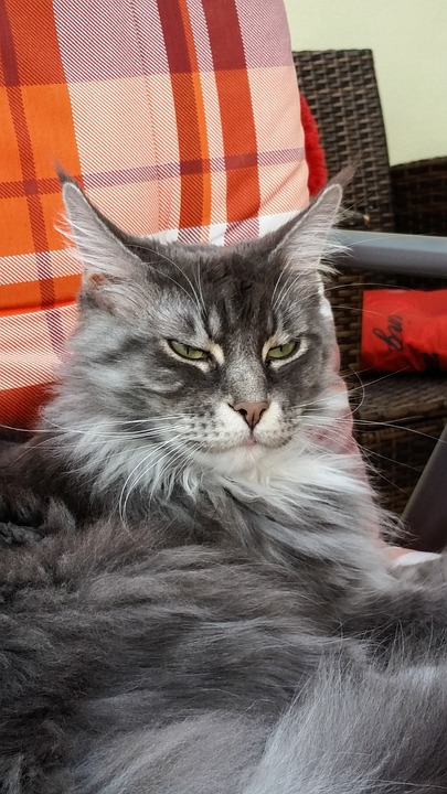 Maine Coon