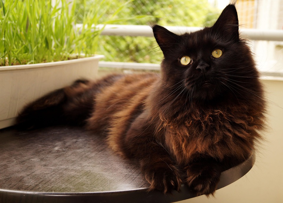 Maine Coon