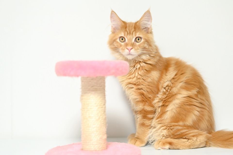 Maine Coon